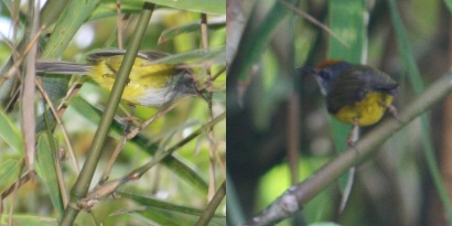 Mountain Tailorbird