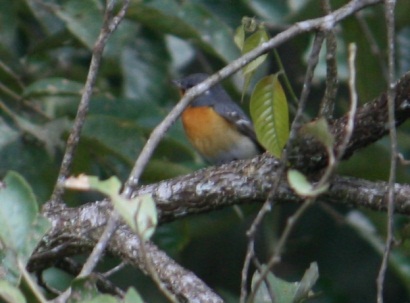 Mugimaki Flycatcher