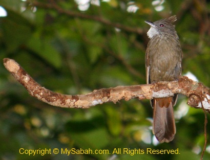 Ochraceous Bulbul