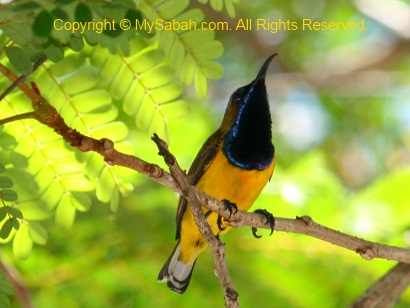 Olive-backed Sunbird