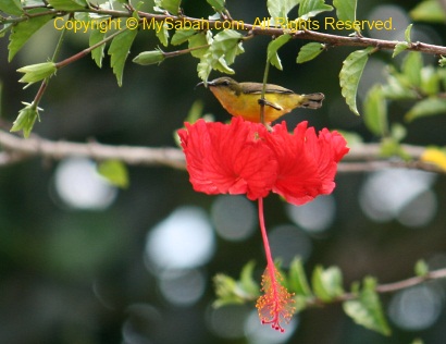 Olive-backed Sunbird