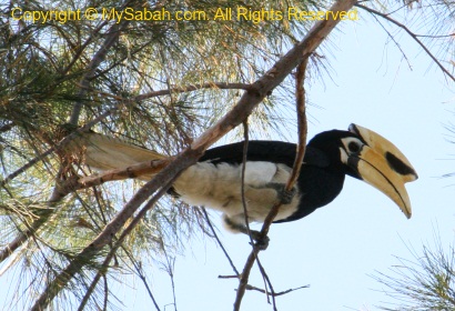 Oriental Pied Hornbill