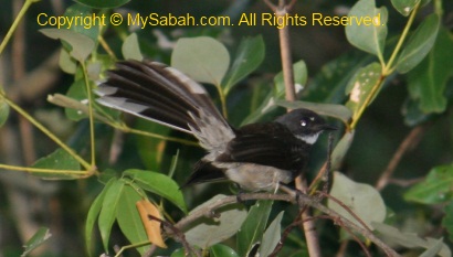 Pied Fantail