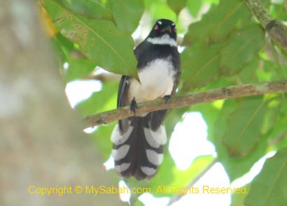 Pied Fantail