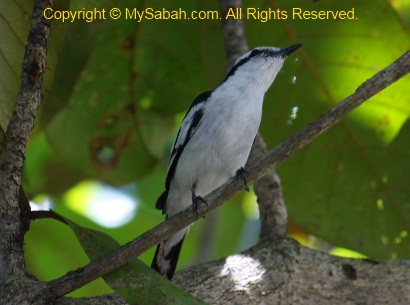 Pied Triller