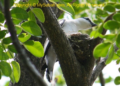 Pied Triller