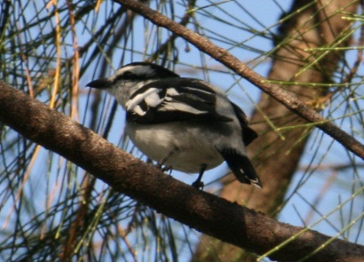 Pied Triller