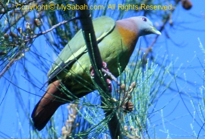 Pink Necked Green Pigeon