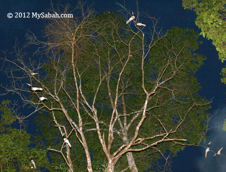 group of Oriental Pied Hornbill sleeping on the tree
