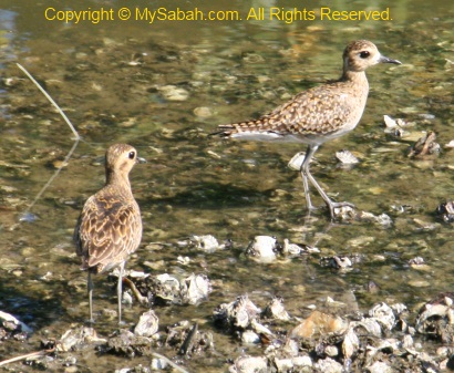 Pacific Golden Plover