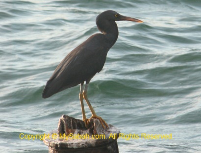 Pacific Reef Egret