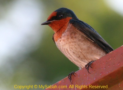 Pacific Swallow