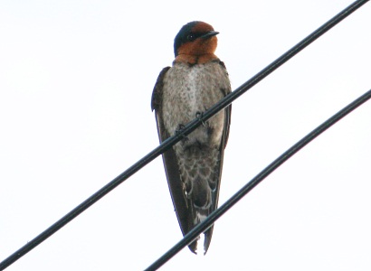 Pacific Swallow