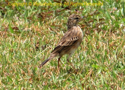 Paddyfield Pipit