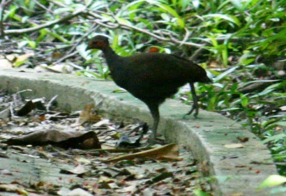 Philippine Megapode