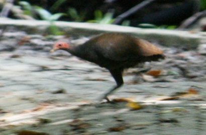 Philippine Megapode