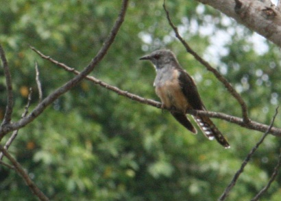 Plaintive Cuckoo