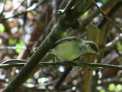 Rufous-Tailed Tailorbird