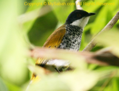 Scaly-breasted Bulbul