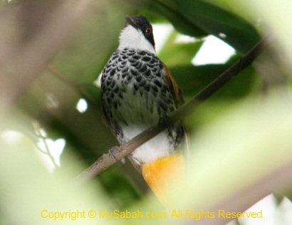 Scaly-breasted Bulbul