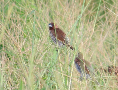 Scaly-Breasted Munia