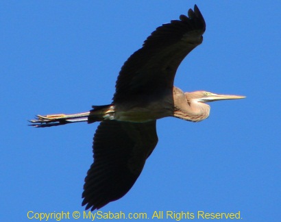 Purple Heron