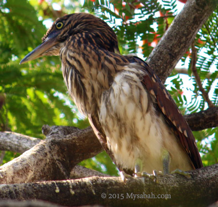 juvenile Rufous Night Heron