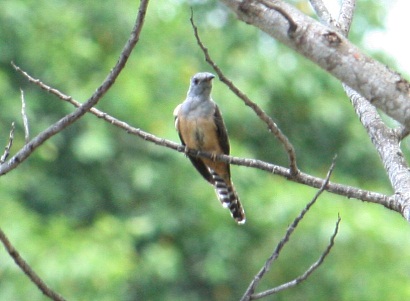 Plaintive Cuckoo