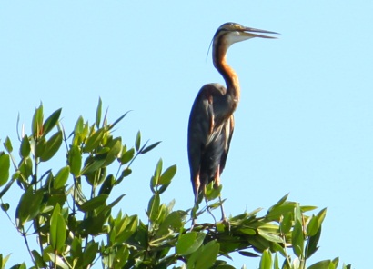 Purple Heron