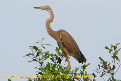 Purple Heron