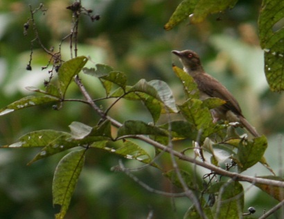 Red-eyed Bulbul