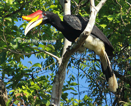 Rhinoceros Hornbill