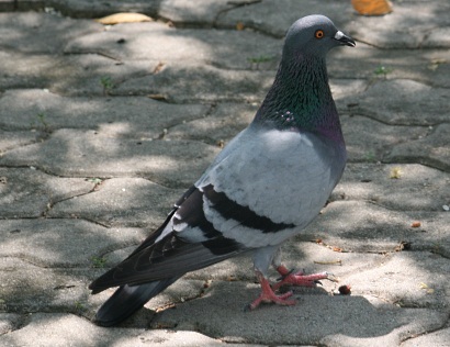 Rock Pigeon