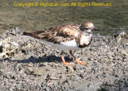 Ruddy Turnstone