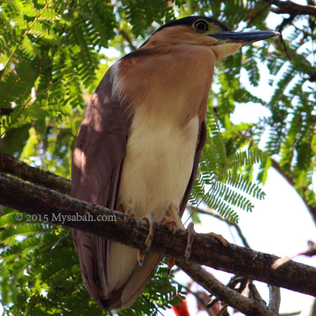 Rufous Night Heron