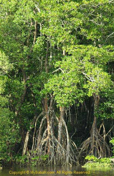 Mangrove forest