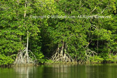 Mangrove forest of Membakut