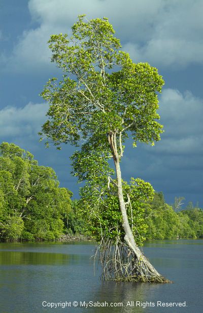 Mangrove forest of Membakut