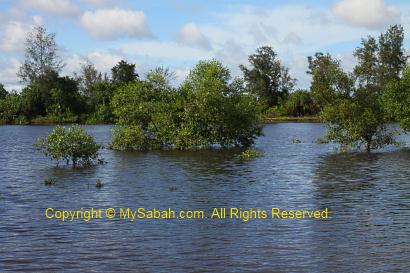 Mangrove forest of Binsulok River