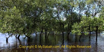 Mangrove forest of Binsulok River