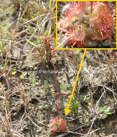 Drosera of Sabah