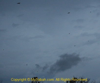 Flock of flying fox in Klias-Garama rivers