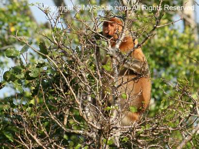 Proboscis monkey