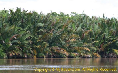 nipah forest of Weston