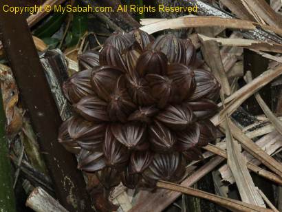 nipah fruit