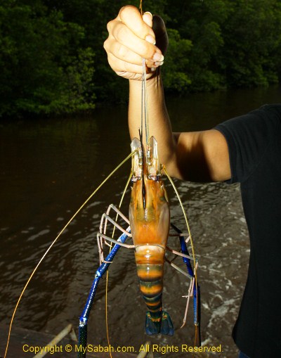 udang galah prawn