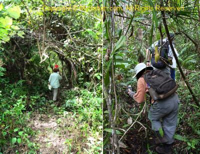 pitcher plant walk