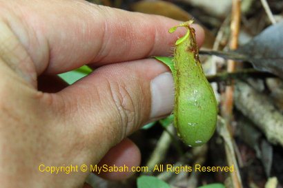 tiny pitcher plant
