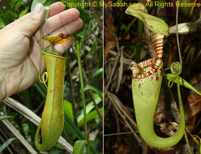 pitcher plant