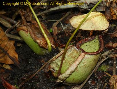 nepenthes